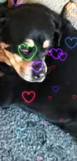 Sleeping dog with colorful neon heart outlines.