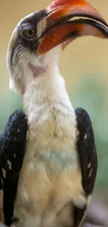 Close-up of a hornbill bird with a vibrant beak and plumage.