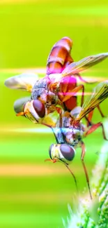 Close-up of colorful hoverflies on a plant against a green background.