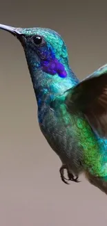 Vibrant hummingbird in flight close-up with colorful feathers.