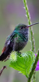 Vivid green hummingbird perched on a branch with lush leaves and purple flower.