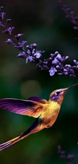 Hummingbird near purple flowers on dark background mobile wallpaper.