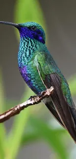 Vibrant hummingbird with green and blue feathers perched on a branch.