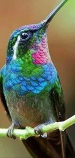 Vibrant hummingbird on branch, colorful backdrop.