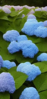 Vibrant field of blue and purple hydrangeas with lush green leaves.