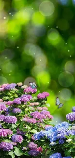 Bright hydrangeas with butterflies in a lush garden setting.