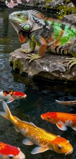Iguana on rock with colorful koi fish in pond.