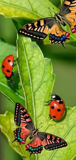 Butterflies and ladybugs on green leaves wallpaper.