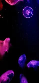 Colorful jellyfish floating against dark ocean background.