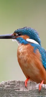 Vibrant kingfisher bird perched on wood, showcasing blue and orange feathers.