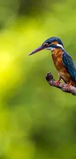 Kingfisher sits on branch with lush green bokeh background.