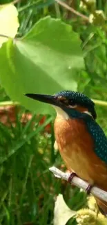 A colorful kingfisher perches on a branch in lush green surroundings.