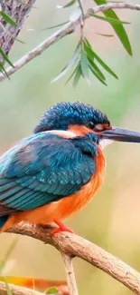 Kingfisher perched on a branch in vibrant colors.