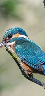 Vibrant kingfisher perched on a branch, showcasing blue and orange plumage.