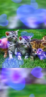 Adorable kittens with colorful hearts on green grass.