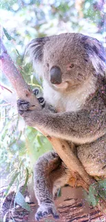 Vibrant koala wallpaper with sparkles and nature background for mobile.