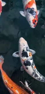 Vibrant koi fish swimming in a serene pond.