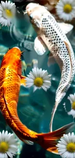 Koi fish swimming with daisies in a tranquil water setting.