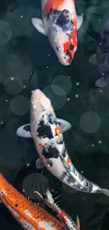 Vibrant koi fish swimming in a tranquil pond with dark blue water.