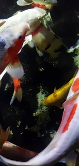 Colorful koi fish swimming in a dark pool, creating a vibrant and peaceful scene.