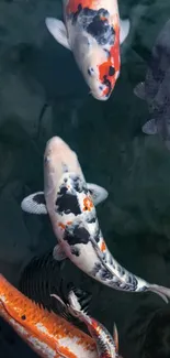 Vibrant koi fish swimming in a serene pond.