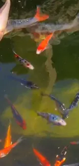 Vibrant koi fish swimming in a lush green pond.