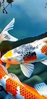 Colorful koi fish swimming in a pond with vibrant orange and white pattern.