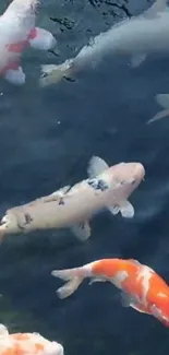 Vibrant koi fish swim gracefully in tranquil pond water.