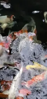 Colorful koi fish swimming in a tranquil pond.