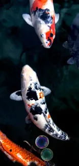 Colorful koi fish swimming on dark background.