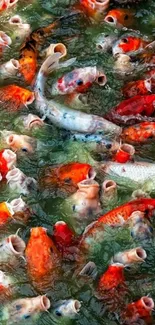 Vibrant koi fish swimming in clear water with green background.