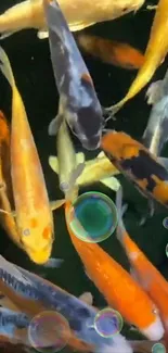 A group of colorful koi fish swimming in a pond.