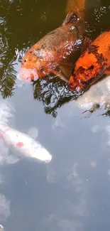 Vibrant koi fish swimming in a serene pond with reflective water surface and nature views.