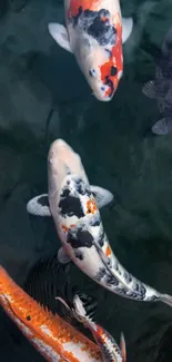 Vibrant koi fish swimming in serene dark waters