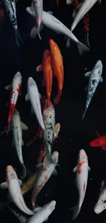 Vibrant koi fish swimming with elegance against a dark background.