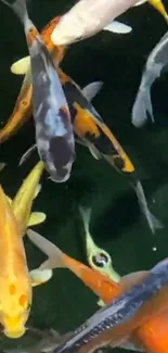 Colorful koi fish swimming gracefully in dark water.