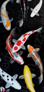 Colorful koi fish swimming on black background wallpaper.