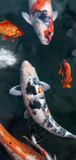 Bright koi fish swim gracefully in a dark pond background.