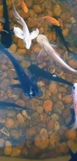 Colorful koi fish swimming over smooth stones.