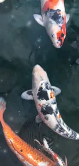 Colorful koi fish swimming in dark water.