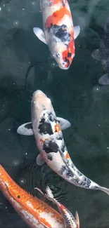 Colorful koi fish swimming in a dark green pond.