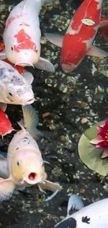 Vibrant koi fish swimming in a serene pond with a blooming water lily.