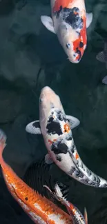 Colorful koi fish swimming gracefully in a tranquil pond.