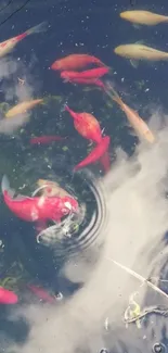 Colorful koi fish swimming in a serene pond.