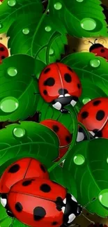 Colorful ladybugs crawling over green leaves with raindrops.