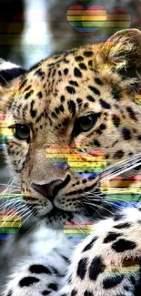 Leopard with colorful heart overlay wallpaper