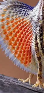 A lizard displaying its vibrant orange and blue frill on a mobile wallpaper.