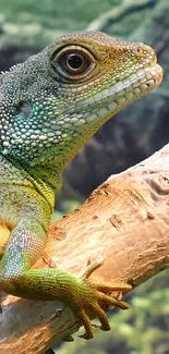 A lizard with vibrant scales perched on a branch in natural setting.