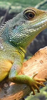 A colorful lizard perched on a branch with a greenish backdrop.