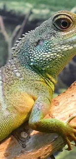 Colorful lizard resting on a branch with green and blue scales.